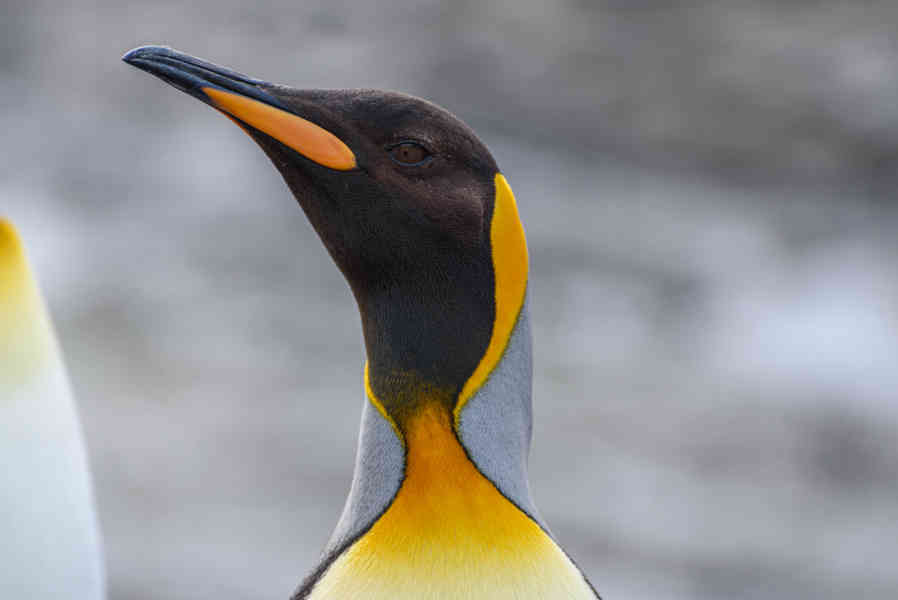Pingüino Rey - islas Georgias del Sur 037.jpg